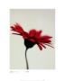 Gerbera, Bright Red On White by Michael Banks Limited Edition Print