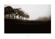 Fog Tree Study Iii by Jamie Cook Limited Edition Print