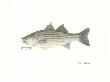 Striped Bass Fish by Ron Pittard Limited Edition Pricing Art Print