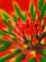 Aloe Vera Star by Glade Limited Edition Pricing Art Print