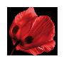 Red Poppy by Ian Winstanley Limited Edition Print
