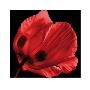 Red Poppy by Ian Winstanley Limited Edition Pricing Art Print