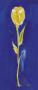 Yellow Tulip On Blue by Heinz Kirchner Limited Edition Pricing Art Print