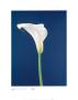 Calla Lily On White Nature's Blue by Masao Ota Limited Edition Print