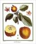 Apples by Henri Du Monceau Limited Edition Print