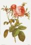 Rosa Centrifolia by Pierre-Joseph Redoute Limited Edition Pricing Art Print