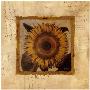Sunflower by Pamela Murray Limited Edition Print