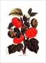 Tomatoes Texanum by Francois Van Houtte Limited Edition Print