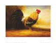 Coq Bankiva Ii by St. Martin Limited Edition Pricing Art Print