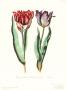 Tulipa Cultivar by George Wolfgang Knorr Limited Edition Print