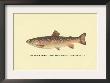 The Brook Trout by H.H. Leonard Limited Edition Pricing Art Print