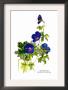 Geranium Grandiflorum by H.G. Moon Limited Edition Pricing Art Print
