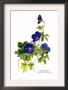 Geranium Grandiflorum by H.G. Moon Limited Edition Print