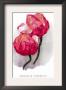 Magnolia Campbellii by H.G. Moon Limited Edition Print