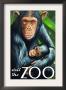 Chimpanzee - Visit The Zoo, C.2009 by Lantern Press Limited Edition Pricing Art Print