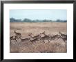 Impala, Serengeti, Tanzania, East Africa by John Dominis Limited Edition Print