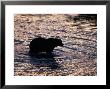 Silhouetted Grizzly Bear Wading Through Water by Robert Franz Limited Edition Print