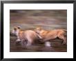 African Lion Cubs Playing, Panthera Leo, Tanzania by Robert Franz Limited Edition Print