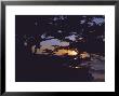 Sunset Through Tree, Ca by Claire Rydell Limited Edition Print