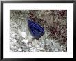 Blue Fish by Lee Peterson Limited Edition Pricing Art Print