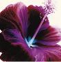 Red Hibiscus by Christine Caldwell Limited Edition Print