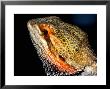 Collared Dragon by Larry F. Jernigan Limited Edition Print