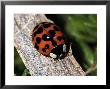 Lady Bug, Coccinellidae by Larry Jernigan Limited Edition Pricing Art Print