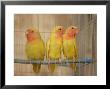 Birds In A Bird Cage, Havana, Cuba by Keith Levit Limited Edition Print