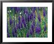 Veronica Spicata by Mark Bolton Limited Edition Pricing Art Print