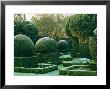 Topiary Yew Covered With Frost Hazlebury Manor, Wiltshire October by Mark Bolton Limited Edition Print