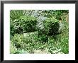 Buxus Topiary Cubes In Square Containers Covered With Mirrors by Mark Bolton Limited Edition Print