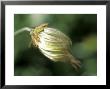 Pulsatilla Pratensis, Close-Up Of Flower Head by Ruth Brown Limited Edition Print