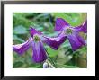 Clematis Viticella, Close-Up Of Purple Flowers by Michael Davis Limited Edition Print