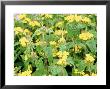 Phlomis Longiflora by Carole Drake Limited Edition Print