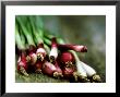 Close-Up Of Red Spring Onions On Wooden Surface by James Guilliam Limited Edition Pricing Art Print