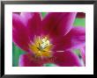 Tulipa Lily Mauve (Pink) by Sunniva Harte Limited Edition Print