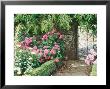 Pathway And Gate Low Clipped Box, Hydrangea by Jacqui Hurst Limited Edition Print