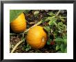 Pumpkin (Baby Bear), Organic, Berkeley, California by Roger Hyam Limited Edition Pricing Art Print