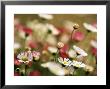 Erigeron Karvinskianus,Close-Up Of White Flower Heads by Lynn Keddie Limited Edition Print