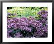 Eupatorium Purple Bush, Close-Up Of Purple Flower Heads by Lynn Keddie Limited Edition Print