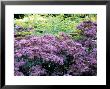 Eupatorium Purple Bush, Close-Up Of Purple Flower Heads by Lynn Keddie Limited Edition Pricing Art Print
