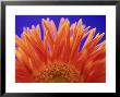 Gerbera by Steven Knights Limited Edition Print