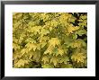 Filipendula Ulmaria, Golden Foliage by Michele Lamontagne Limited Edition Pricing Art Print