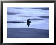 Short-Tailed Shearwater, New Zealand by Tobias Bernhard Limited Edition Print