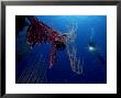 Tunicates, Colony On Whip Coral, Papua New Guinea by Tobias Bernhard Limited Edition Print