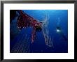 Tunicates, Colony On Whip Coral, Papua New Guinea by Tobias Bernhard Limited Edition Print