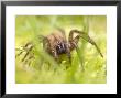 Nursery Web Spider In Grass, New Zealand by Tobias Bernhard Limited Edition Print
