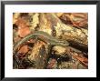 Red-Sided Rainbow Skink, Darwin, Australia by Andrew Bee Limited Edition Print