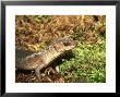 Keeled Water Skink, Se Asia by Andrew Bee Limited Edition Print