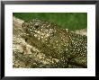 Cunninghams Skink, Nsw, Australia by Andrew Bee Limited Edition Print